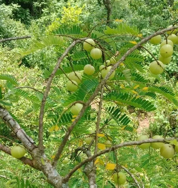 Loại quả mọc hoang có giá 'trên trời' được ví như 'thần dược'