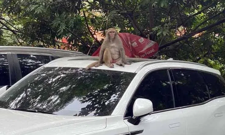 Hà Nội: Khỉ hoang tiếp tục mò vào nhà dân phá phách, ăn trộm hoa quả trên bàn thờ