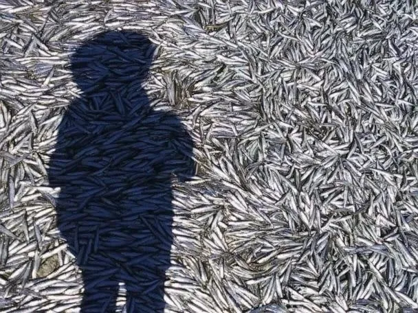 'Mưa cá cơm' bất thường tại Mỹ: Người dân sửng sốt, chim săn mồi thưởng tiệc no nê