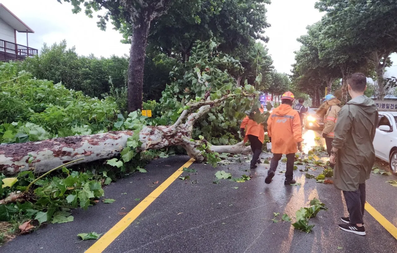 Một cây lớn bị bão quật ngã ở Cheongju. Ảnh: Koreaherald