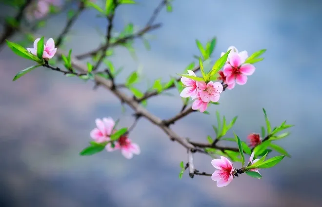 Bộ Tài Chính đề xuất nghỉ Tết Nguyên đán 9 ngày 