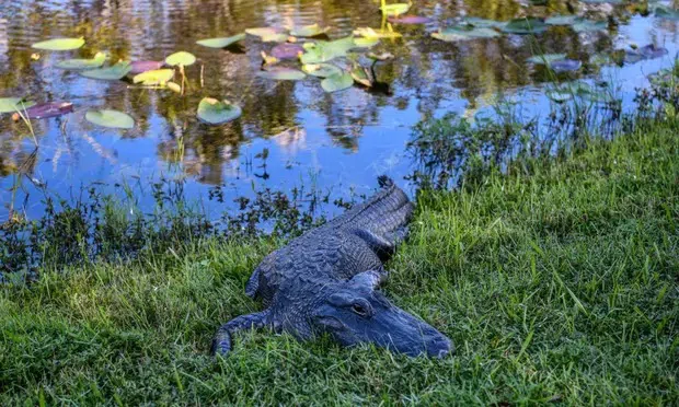 Một con cá sấu ở Công viên Quốc gia Everglades, Mỹ. Ảnh: Getty
