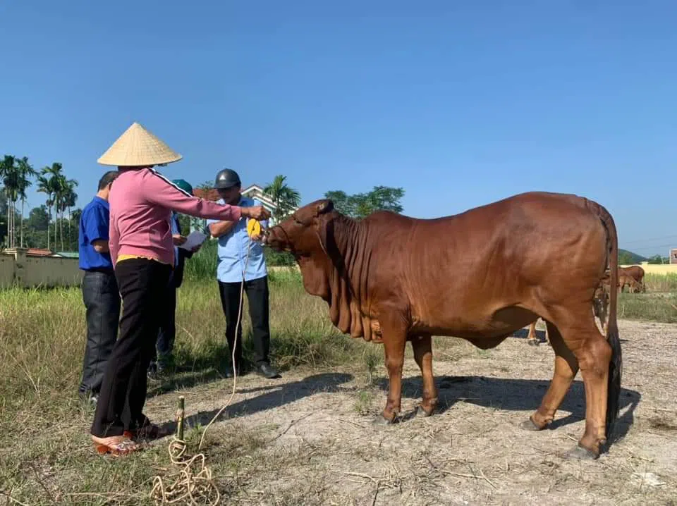 Nghệ An: Chùm ảnh người dân nô nức đi xem 'hoa hậu bò', các 'thí sinh' đủng đỉnh trình diễn