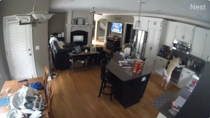 chu-cho-gay-hoa-hoan-1