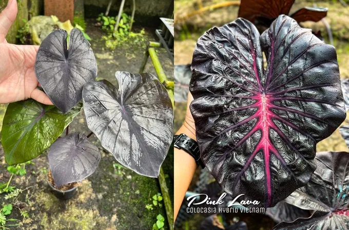 mua-kieng-la-gia-25-trieu-nguoi-dan-ong-cham-nhu-con-3