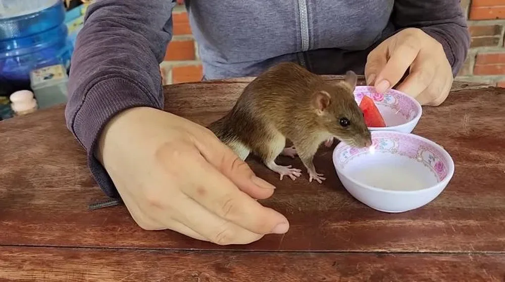 chu-chuot-mien-tay-cung-chu-di-ban-ve-so-moi-ngay-khach-tra-85-trieu-nhung-khong-ban-3