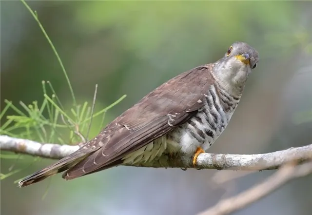 viet-nam-so-huu-loai-chim-la-co-ten-ky-quac-nhat-the-gioi-phai-nghe-vai-lan-moi-hieu-2