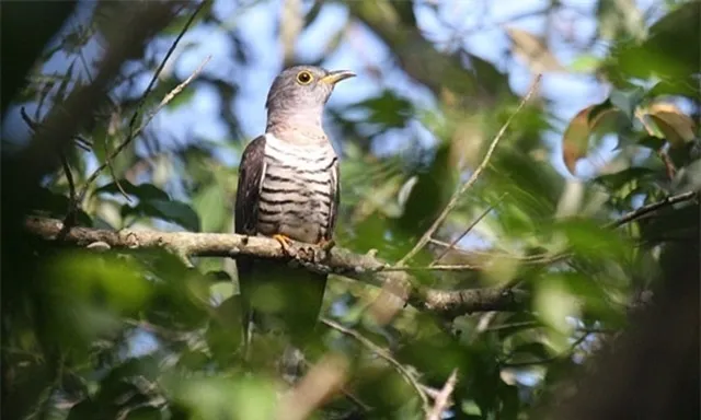 viet-nam-so-huu-loai-chim-la-co-ten-ky-quac-nhat-the-gioi-phai-nghe-vai-lan-moi-hieu-4