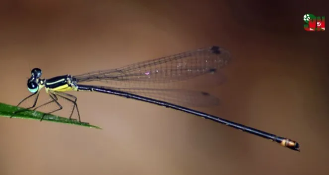 vi-tien-si-viet-nam-phat-hien-ra-loai-dong-vat-moi-chi-co-o-nuoc-ta-duoc-dat-theo-ten-mot-truong-dai-hoc-1