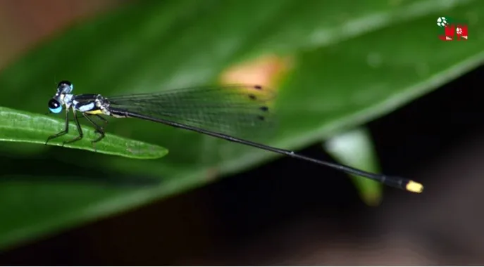 vi-tien-si-viet-nam-phat-hien-ra-loai-dong-vat-moi-chi-co-o-nuoc-ta-duoc-dat-theo-ten-mot-truong-dai-hoc-2