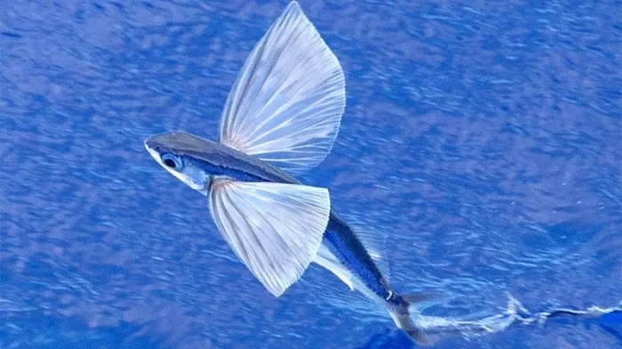 mot-loai-ca-than-tien-o-viet-nam-co-the-bay-nhu-chim-la-dac-san-noi-tieng-vung-bien-quang-nam-da-nang-1