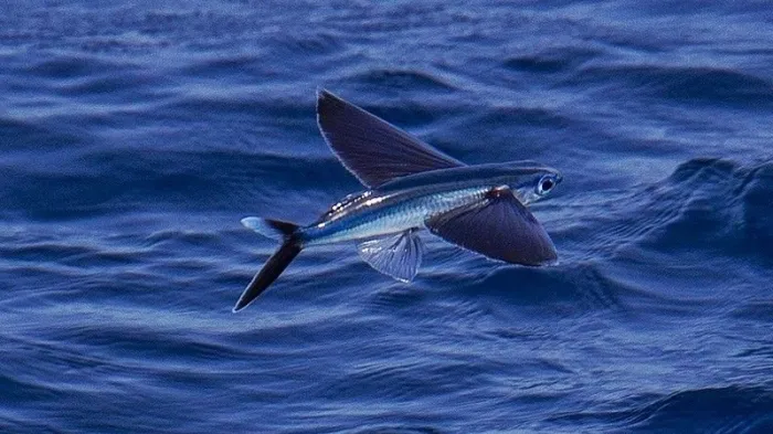 mot-loai-ca-than-tien-o-viet-nam-co-the-bay-nhu-chim-la-dac-san-noi-tieng-vung-bien-quang-nam-da-nang-2