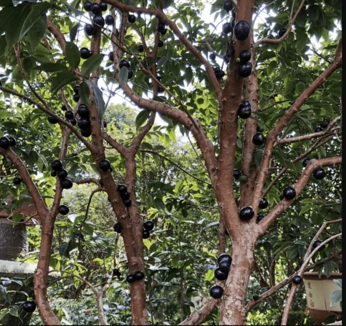 loai-nho-nang-suat-cao-co-the-cho-ra-120kg-qua-gia-tri-tien-ty-nhung-it-ai-dam-trong-1