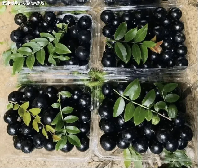 loai-nho-nang-suat-cao-co-the-cho-ra-120kg-qua-gia-tri-tien-ty-nhung-it-ai-dam-trong-2