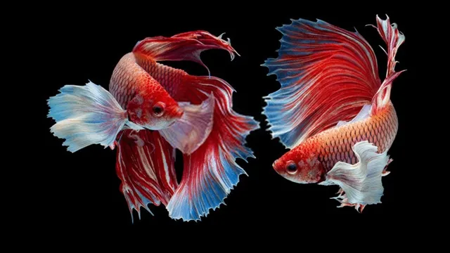 viet-nam-so-huu-loai-ca-choi-dat-do-bac-nhat-the-gioi-vua-hieu-chien-lai-co-ve-ngoai-dep-mat-1