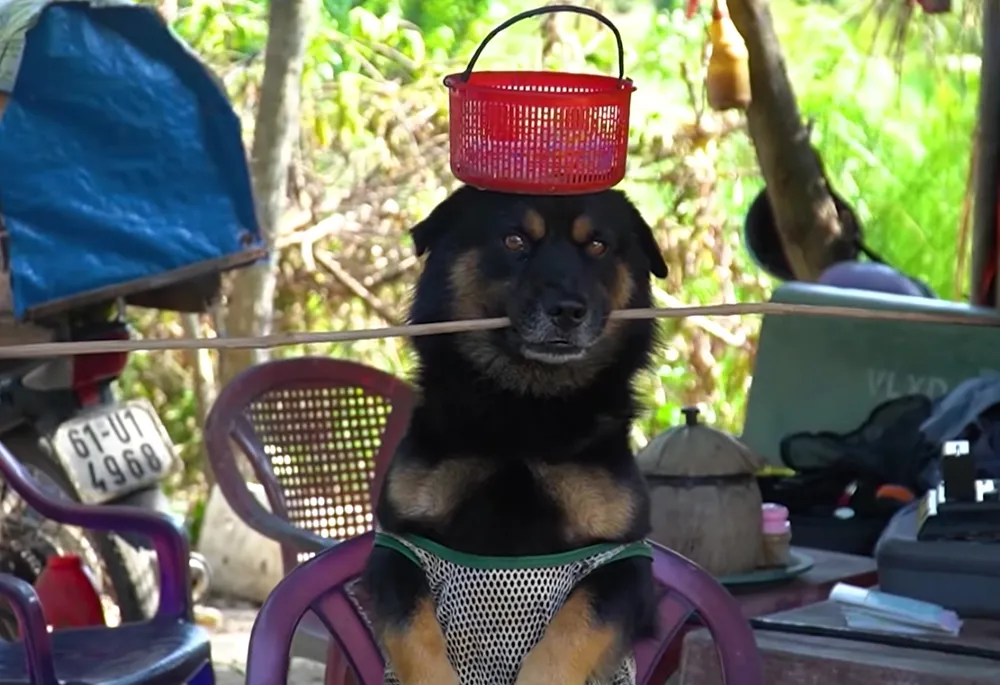 doc-la-mien-tay-5-chu-cho-thay-phien-nhau-phu-chu-ban-ve-so-1