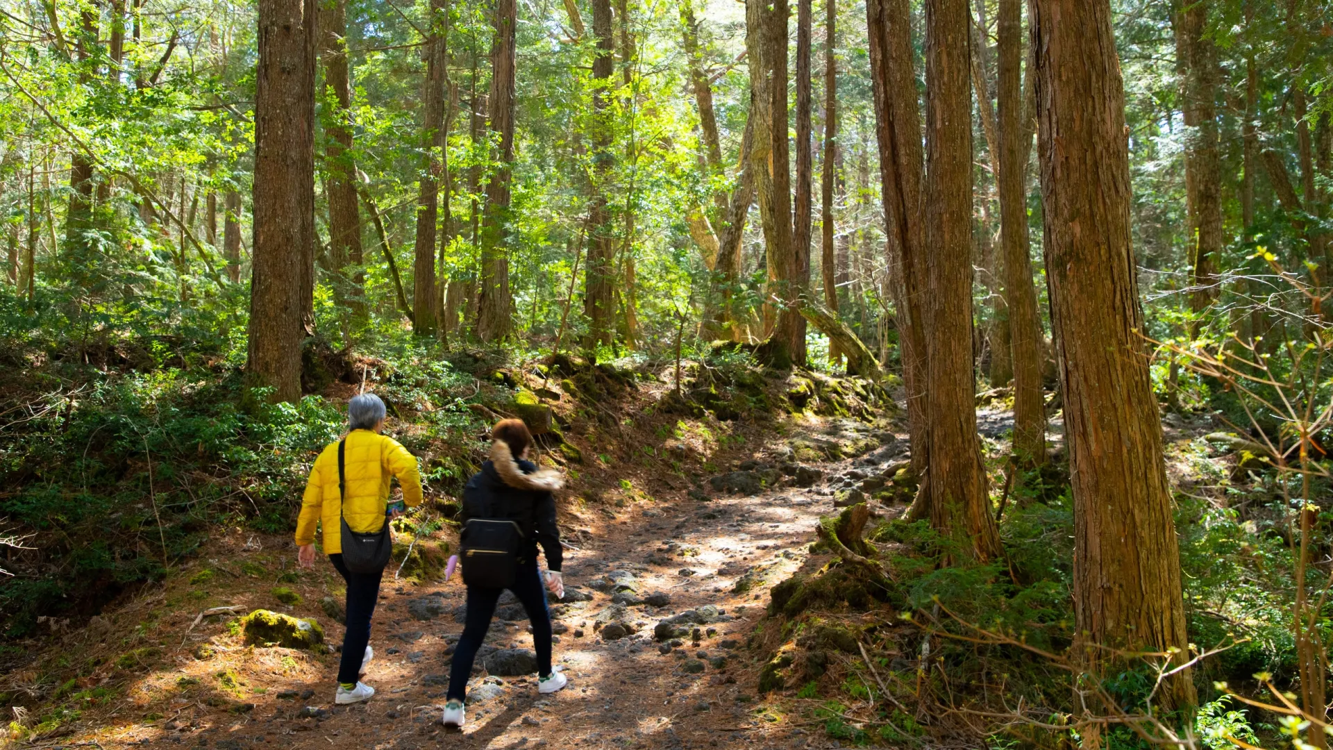 canh-rung-tu-sat-cua-nhat-ban-nhu-the-nao-sau-thoi-gian-gay-am-anh-5