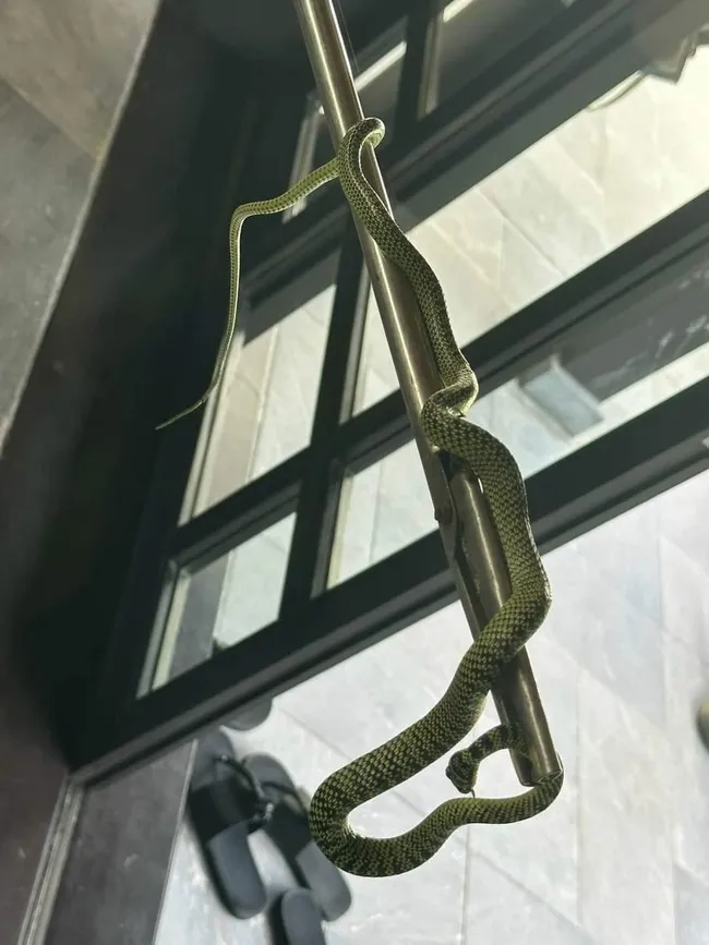 thue-resort-60-trieu-mot-o-quang-nam-nghi-le-nguoi-phu-nu-ta-hoa-phat-hien-be-na-xuat-hien (3)