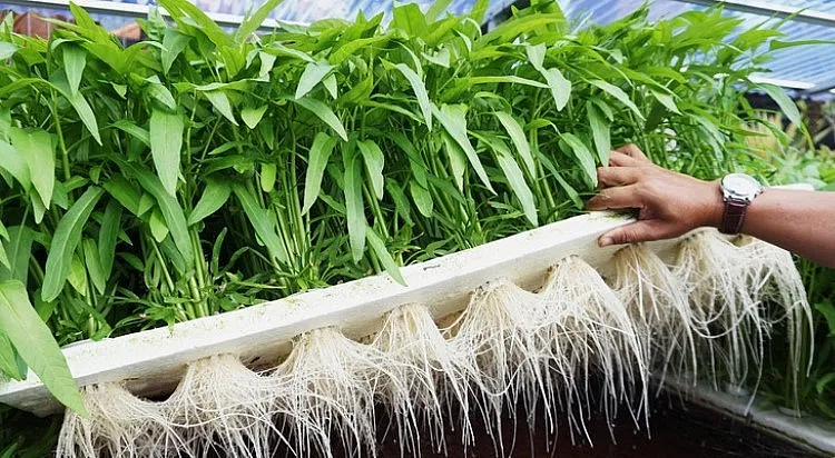 loai-rau-chi-7-ngan-o-viet-nma-bi-cam-cua-tai-my-phai-duoc-cap-pheop-moi-duoc-trong-hoac-ban (5)