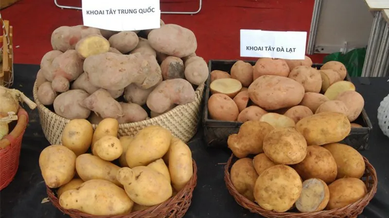 cach-nha-biet-dau-la-rau-cu-trung-quoc-dau-la-rau-cu-viet-nam-tu-cai-nhi-dau-tien (4)