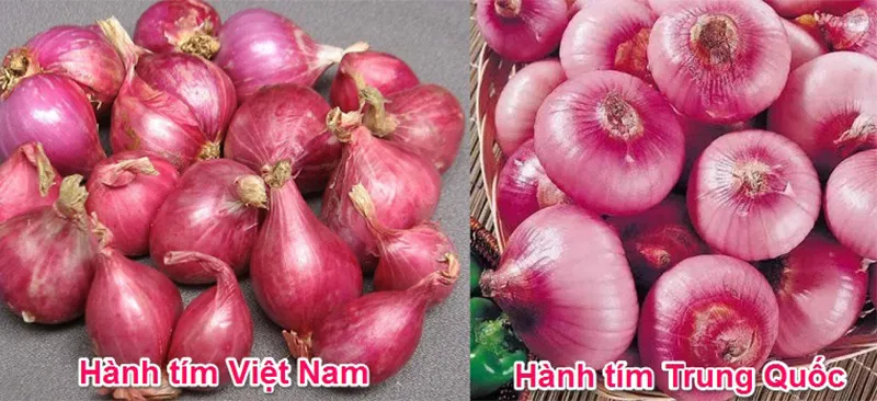 cach-nha-biet-dau-la-rau-cu-trung-quoc-dau-la-rau-cu-viet-nam-tu-cai-nhi-dau-tien (7)