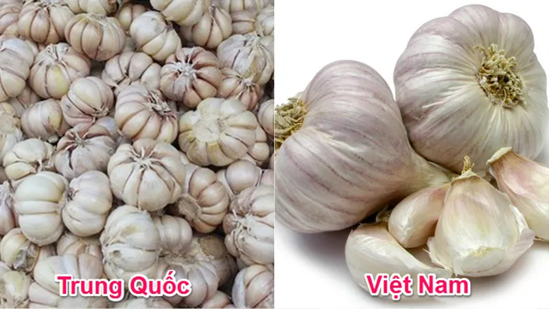 cach-nha-biet-dau-la-rau-cu-trung-quoc-dau-la-rau-cu-viet-nam-tu-cai-nhi-dau-tien (8)