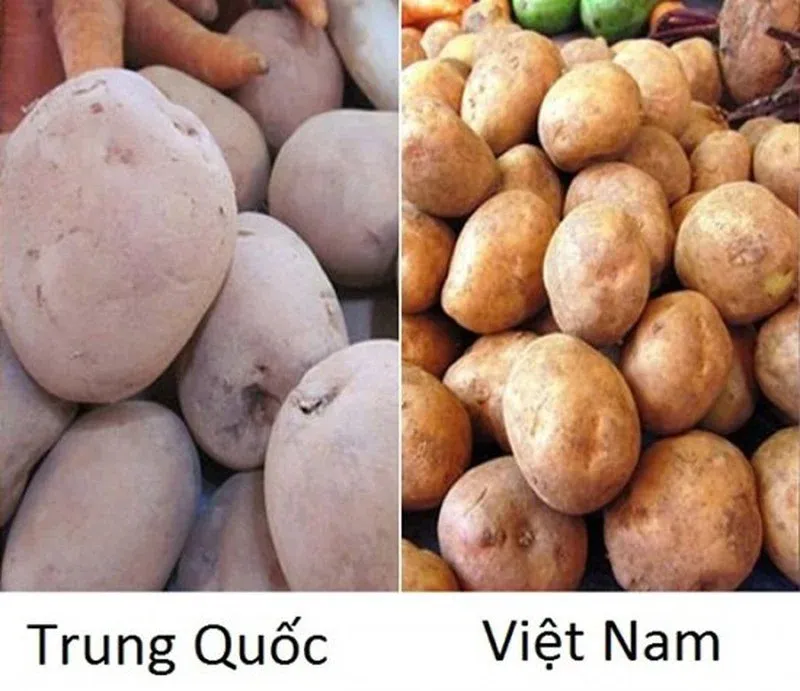 cach-nha-biet-dau-la-rau-cu-trung-quoc-dau-la-rau-cu-viet-nam-tu-cai-nhi-dau-tien (9)