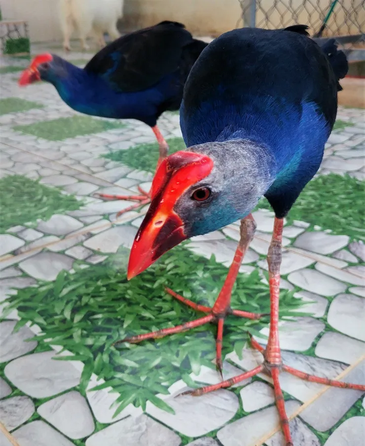 xuat-hien-giong-chim-biet-giu-nha-khien-cho-that-sung-gia-1-trieu-moi-con-khien-dan-tinh-rao-riet-san-lung (10)