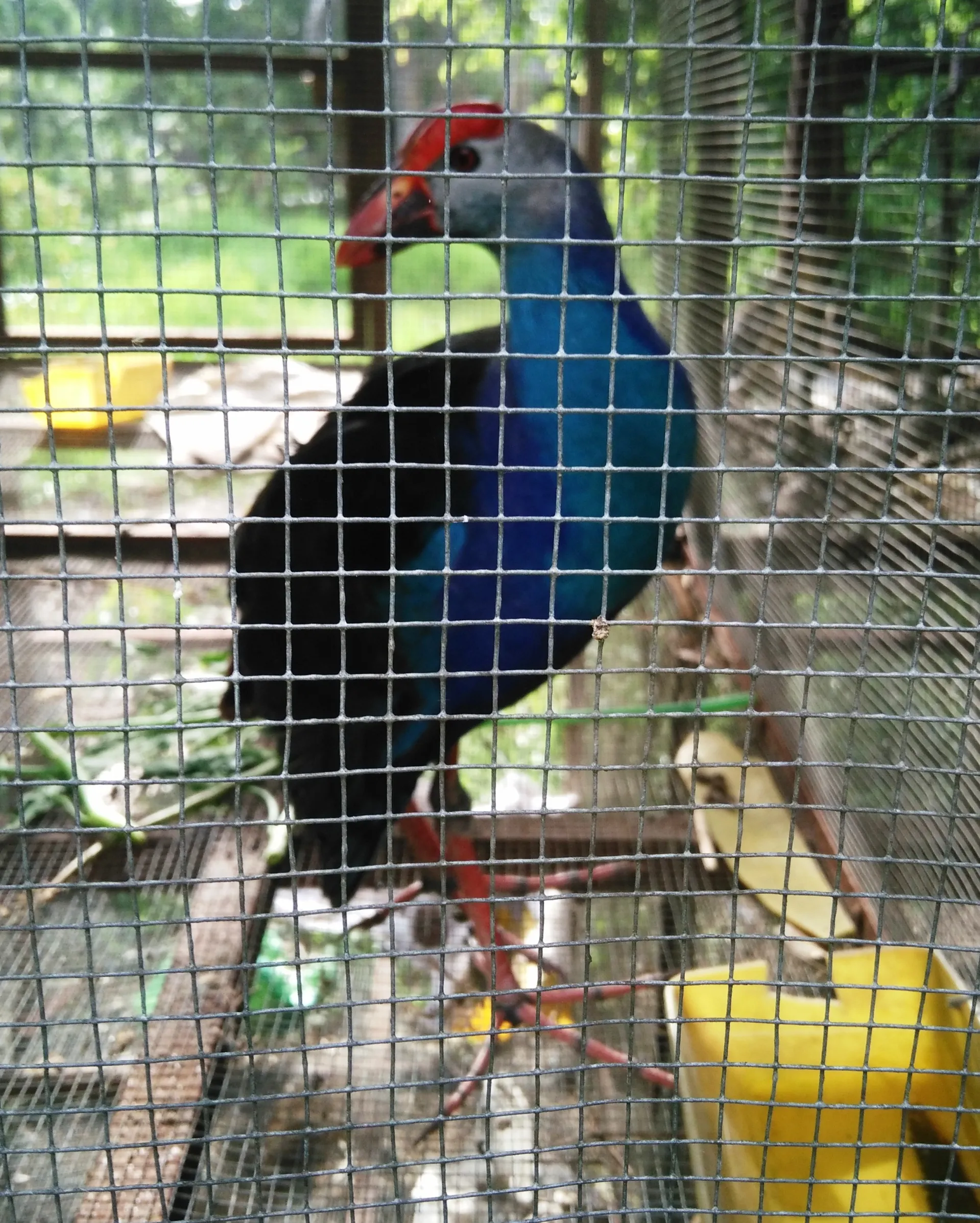 xuat-hien-giong-chim-biet-giu-nha-khien-cho-that-sung-gia-1-trieu-moi-con-khien-dan-tinh-rao-riet-san-lung (2)