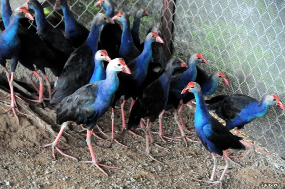 xuat-hien-giong-chim-biet-giu-nha-khien-cho-that-sung-gia-1-trieu-moi-con-khien-dan-tinh-rao-riet-san-lung (4)