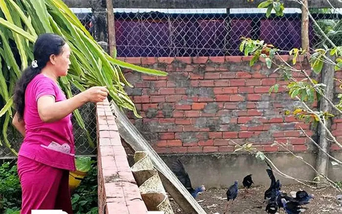 xuat-hien-giong-chim-biet-giu-nha-khien-cho-that-sung-gia-1-trieu-moi-con-khien-dan-tinh-rao-riet-san-lung (5)