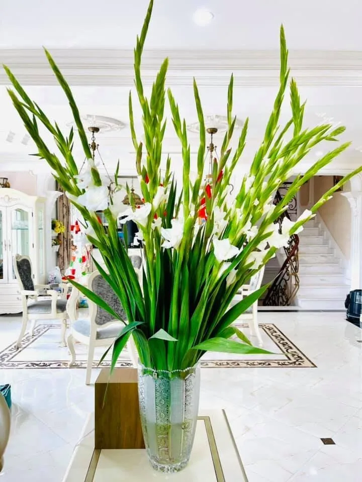 ly-hon-it-lau-vo-cu-shark-binh-vung-tay-mua-lang-rong-5-hecta-dan-mat-chong-dat-han-ten-nhac-ve-tinh-cu (1)