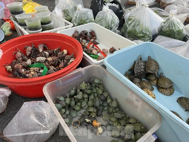 la-doi-cho-am-phu-tphcm-mo-3-tieng-bien-mat-khong-dau-vet-ban-thu-khien-khach-phai-quy-mop-roi-den-sam-soi (19)