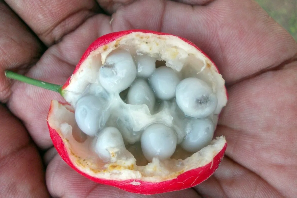 5-loai-qua-nhin-ngon-mat-nhung-cuc-doc-o-viet-nam-can-than-an-trung-tra-gia-bang-ca-tinh-mang (2)