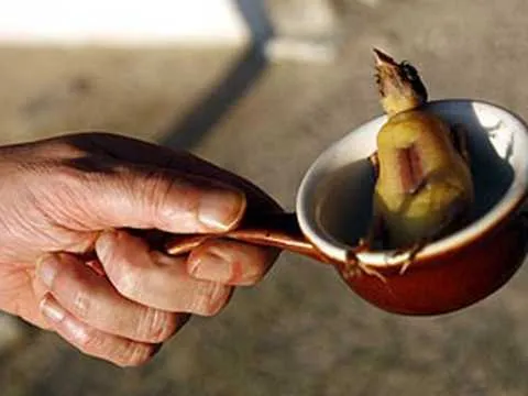 mon-an-rung-minh-nhung-gioi-nha-giau-them-khat-khi-an-phai-trum-khan-trang-nhai-trong-im-lang (1)