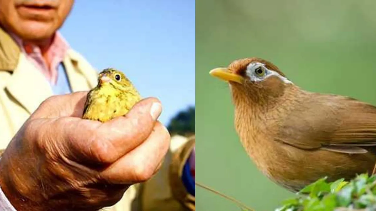 mon-an-rung-minh-nhung-gioi-nha-giau-them-khat-khi-an-phai-trum-khan-trang-nhai-trong-im-lang (25)