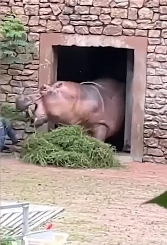 vao-chuong-ngan-2-con-ha-ma-can-nhau-nhan-vien-so-thu-gap-chuyen-khong-ngo-khach-tham-quan-khong-dam-nhin (7)