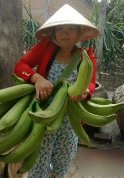 giong-chuoi-khong-lo-co-ten-goi-doc-la-tra-vinh-khi-an-phai-luoc-len-neu-khong-gap-ket-dang (3)