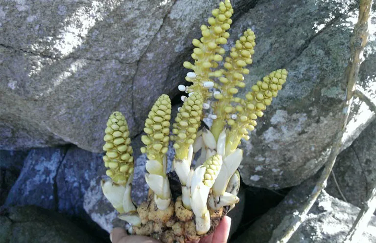 len-nui-dao-mang-nguoi-dan-ong-dao-trung-7-cay-la-co-mui-thom-dia-phuong-phong-toa-ngon-nui (5)