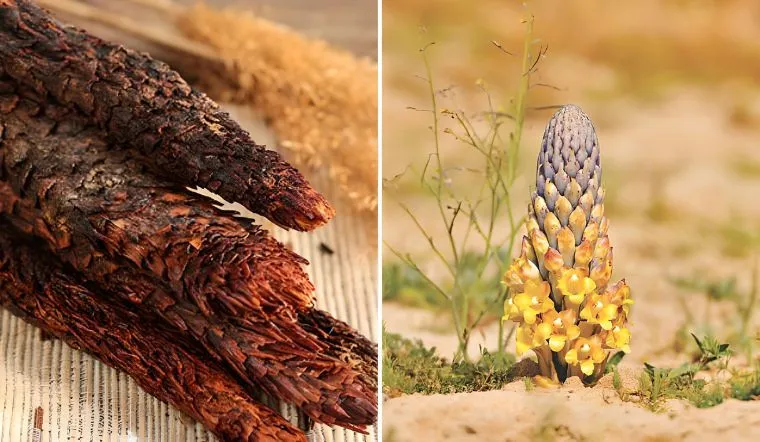 len-nui-dao-mang-nguoi-dan-ong-dao-trung-7-cay-la-co-mui-thom-dia-phuong-phong-toa-ngon-nui (6)