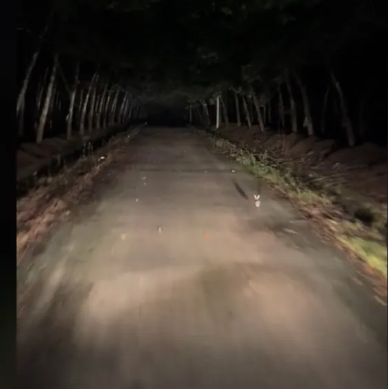 nua-dem-bang-qua-duong-rung-nam-tai-xe-bat-ngo-duoc-con-vat-chi-duong-dan-loi (3)