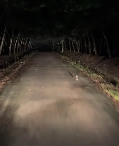 nua-dem-bang-qua-duong-rung-nam-tai-xe-bat-ngo-duoc-con-vat-chi-duong-dan-loi (6)
