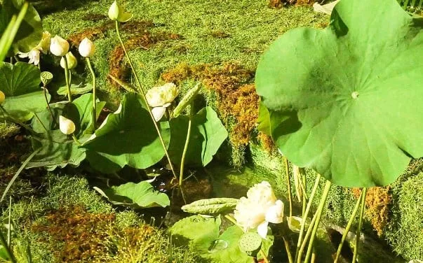 puka-tiet-lo-gia-dinh-lam-2-viec-sau-dam-cuoi-dau-tu-trang-tri-khung-hang-xom-cung-duoc-huong-ke (411)