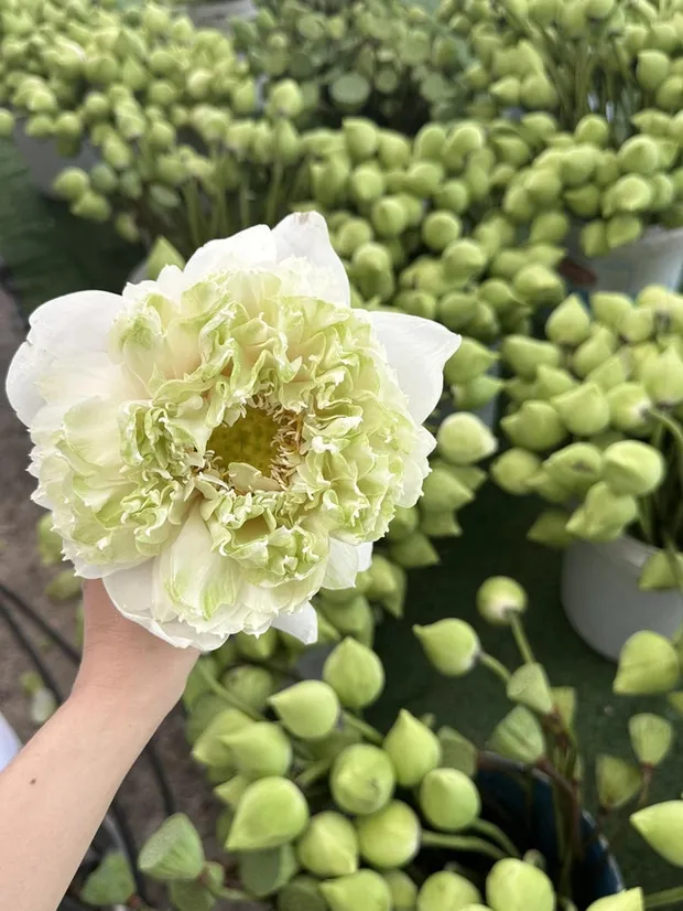 puka-tiet-lo-gia-dinh-lam-2-viec-sau-dam-cuoi-dau-tu-trang-tri-khung-hang-xom-cung-duoc-huong-ke (9)