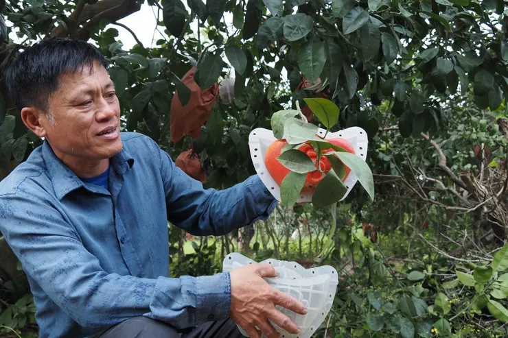 can-tet-xuat-hien-loai-buoi-co-hinh-dang-va-mau-sac-doc-la-250000-qua-chua-kip-thu-hoach-da-ban-het (2)