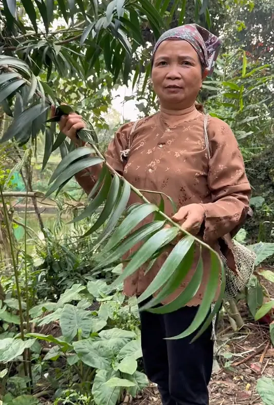 than-ky-loai-cay-dung-lam-dua-chong-doc-duoc-cac-vua-chua-thoi-xua-tin-su-dung-ai-nay-mo-mang-tam-mat (1)