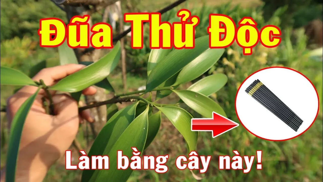 than-ky-loai-cay-dung-lam-dua-chong-doc-duoc-cac-vua-chua-thoi-xua-tin-su-dung-ai-nay-mo-mang-tam-mat (14)