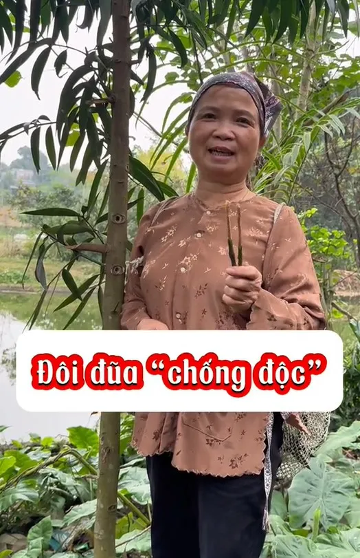 than-ky-loai-cay-dung-lam-dua-chong-doc-duoc-cac-vua-chua-thoi-xua-tin-su-dung-ai-nay-mo-mang-tam-mat (2)