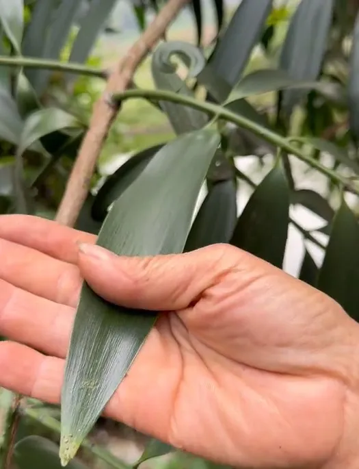 than-ky-loai-cay-dung-lam-dua-chong-doc-duoc-cac-vua-chua-thoi-xua-tin-su-dung-ai-nay-mo-mang-tam-mat (4)