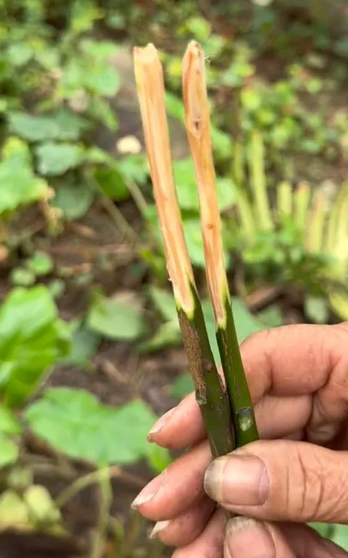 than-ky-loai-cay-dung-lam-dua-chong-doc-duoc-cac-vua-chua-thoi-xua-tin-su-dung-ai-nay-mo-mang-tam-mat (7)